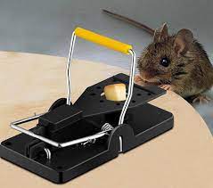 افضل طريقة للتخلص من الفئران